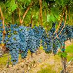 7 Northwest wine offerings make the Wine Spectator Top 100