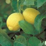 The improved Meyer lemon tree is grown as an ornamental tree, as well as for fruit, and does well in containers. (Monrovia)