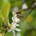 A bee visits the blossoms on a Persian or Bearss lime tree. (Getty Images)