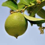 Limes, grown just like lemons, should be harvested when you see a hint of yellow in the skin. (Getty Images)