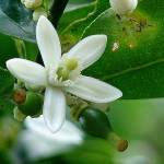 Citrus plants  the easiest to grow here are lemon and lime trees  have very fragrant white flowers. (Wikipedia)