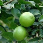 The Persian lime, one of the most popular in the U.S., is a cross between key lime and lemon. (Wikipedia)