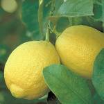 Why yes, you can grow citrus trees in the Pacific Northwest