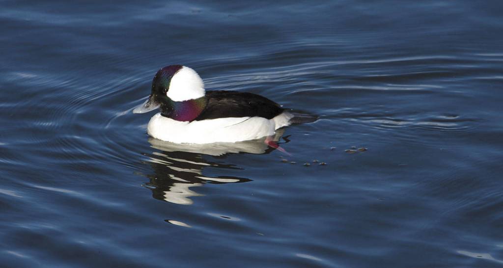 A bufflehead is among the many types of ducks that spend the fall and winter in the Everett area. (Mike Benbow)