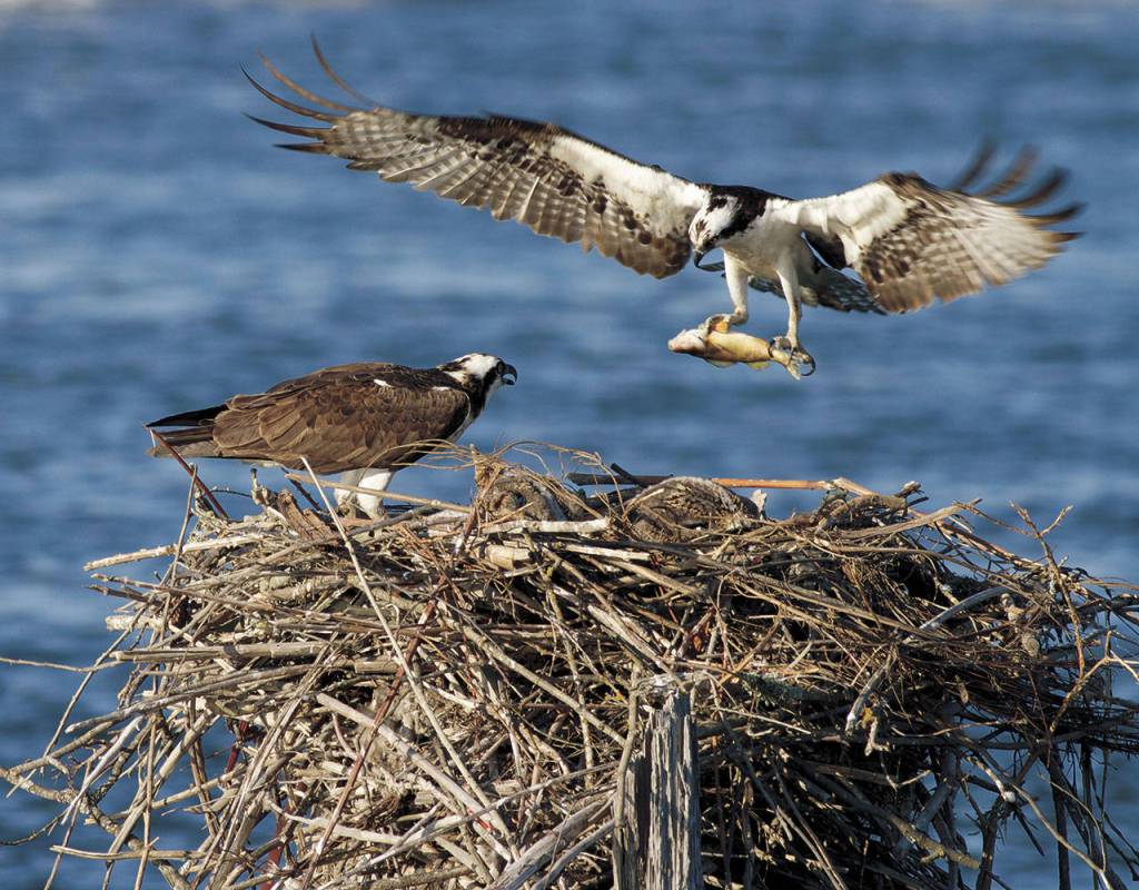 An osprey brings its offspring dinner at their nest near the mouth of the Snohomish River. (Mike Benbow)