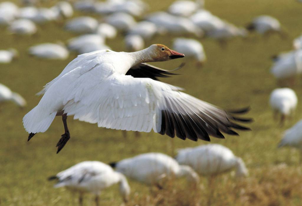 Snow geese fly from Wrangel Island in the Russian Arctic to spend the winter in our area. (Mike Benbow)