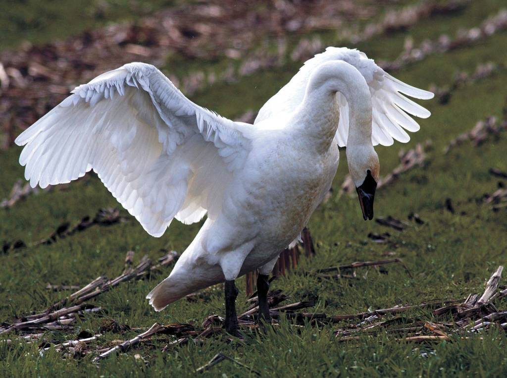 Trumpeter swans were almost hunted to extinction, but their numbers have revived significantly in the last decade. (Mike Benbow)