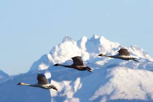 Comings and goings: Spot these 10 migrating Northwest birds