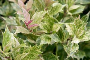 Great Plant Pick: Osmanthus heterophyllus ‘Goshiki’