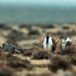 A male sage grouse tries to impress a group of hens (left) near the base of the Rattlesnake Range in southwest Natrona County, Wyoming, in 2014. (Alan Rogers /The Casper Star-Tribune via AP, File)