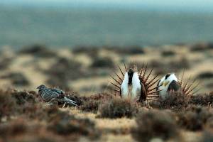 Interior Department, states appeal sage grouse ruling