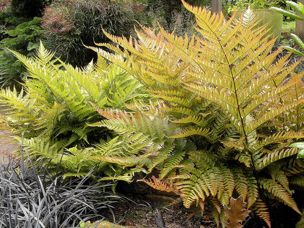 An autumn fern can grow to nearly 2 feet in height. Its new growth comes out in orange-red tones. (Richie Steffen)