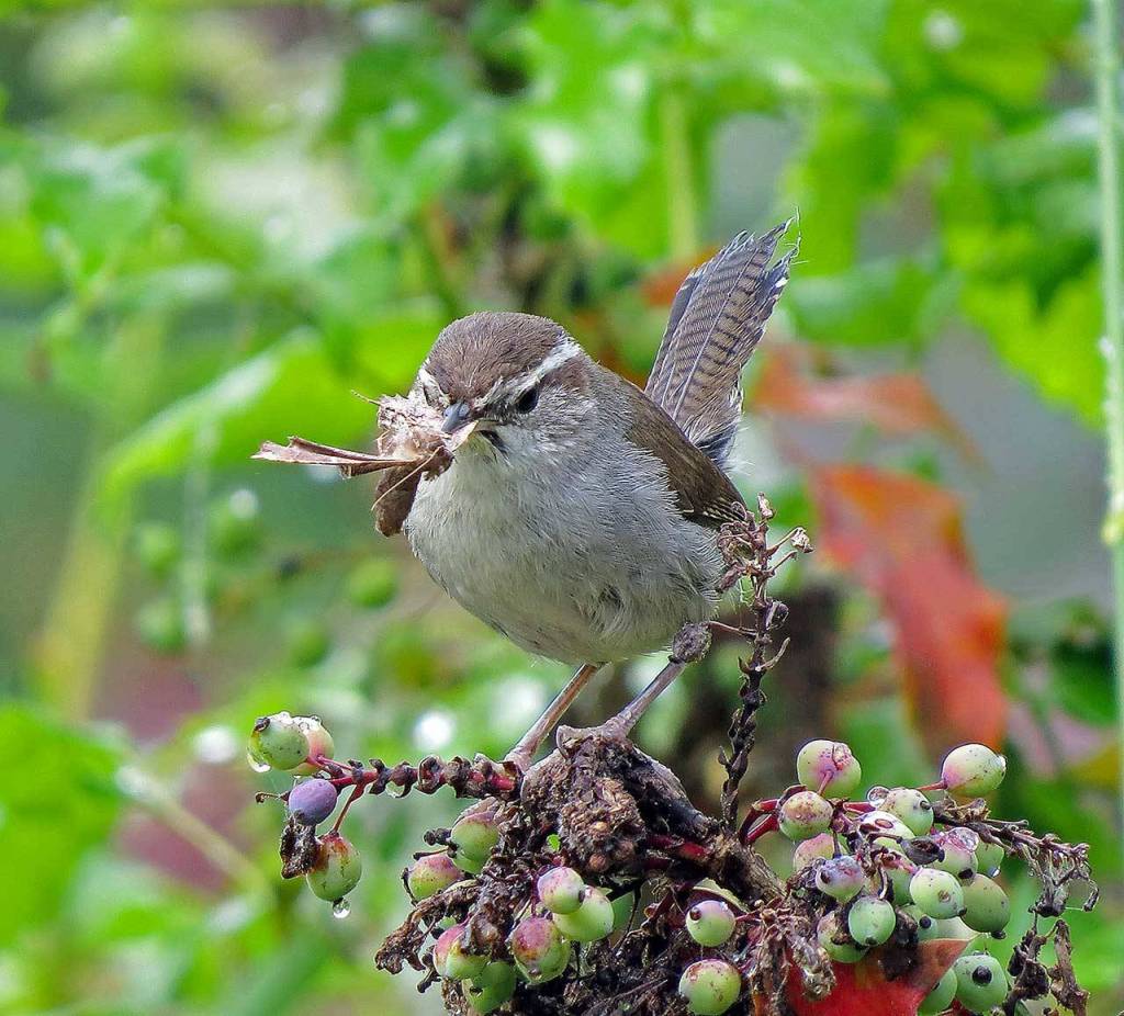 Native plants support insects that birds need to feed their young, as seen here in this photo of a Berwicks wren. (Monica Van der Vieren)