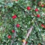 Bearberry cotoneaster grows masses of tiny white flowers in spring, followed by red berries in fall. (Getty Images)