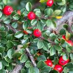 Great Plant Pick: Cotoneaster dammeri, bearberry cotoneaster