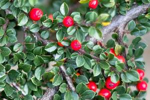 Great Plant Pick: Cotoneaster dammeri, bearberry cotoneaster