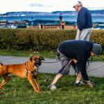 With his hand in a biodegradable bag, Nick Garcia of Everett picks up after Balto, his 4-year-old boxer mix, in Grand Avenue Park. (Dan Bates, The Herald)