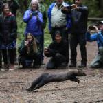 Stan, one of eight fishers released back into the woods, runs past guests at the Buck Creek Campground in the Mount Baker-Snoqualmie National Forest on Oct. 24. (Andy Bronson / The Herald)