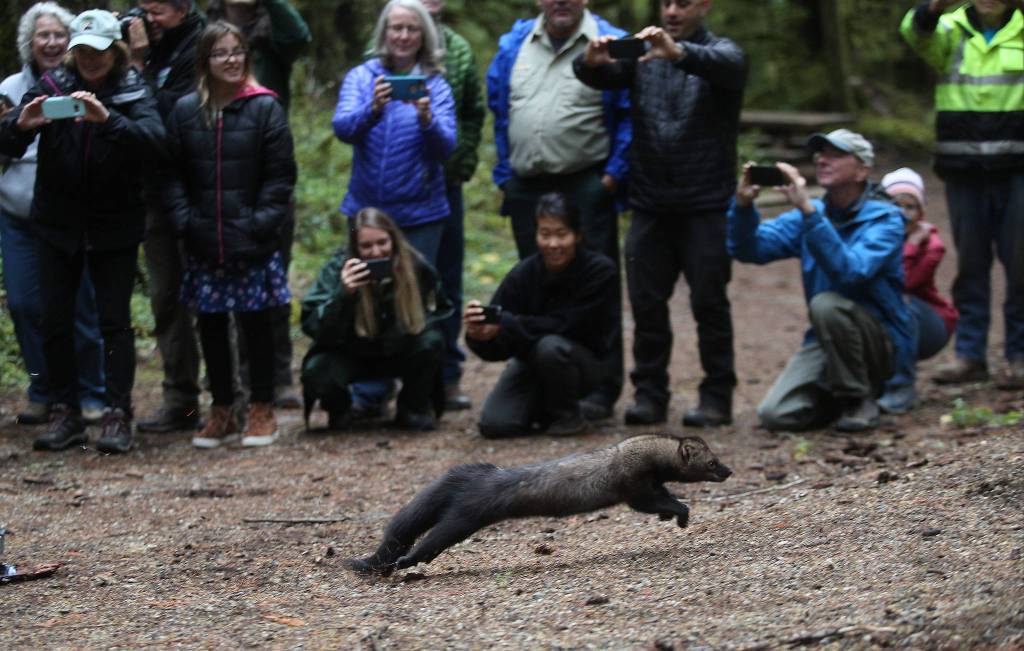 Stan, one of eight fishers released back into the woods, runs past guests at the Buck Creek Campground in the Mount Baker-Snoqualmie National Forest on Oct. 24. (Andy Bronson / The Herald)