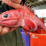 In this Dec. 11 photo, Kevin Dunn, who fishes off the coasts of Oregon and Washington, holds an aurora rockfish at a processing facility in Warrenton, Oregon. (AP Photo/Gillian Flaccus)