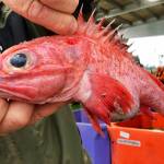 West Coast fishery rebounds in rare conservation ‘home run’