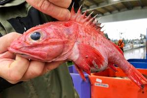 West Coast fishery rebounds in rare conservation ‘home run’