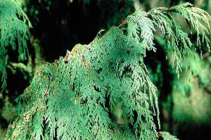 Great Plant Pick: Cupressus nootkatensis ‘Pendula,’ weeping Alaskan yellow cedar
