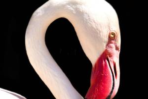 Terrace photographer’s animal pics show their personalities