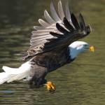 An eagle drops down on the Skagit River to feed. (Mike Benbow)