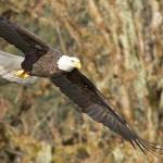 Hundreds of bald eagles gather along the Skagit, Sauk and Nooksack rivers each fall to feed on salmon. (Mike Benbow)