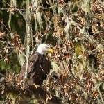 An eagle searches the Skagit River for food from a perch on a moss-covered tree. (Mike Benbow)