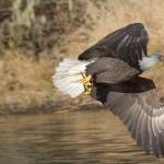 Eagles stay along the river November through February to feed on salmon runs. (Mike Benbow)