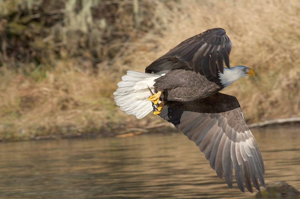 Eagles stay along the river November through February to feed on salmon runs. (Mike Benbow)