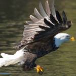 Take a magical eagle tour on the Skagit River this winter