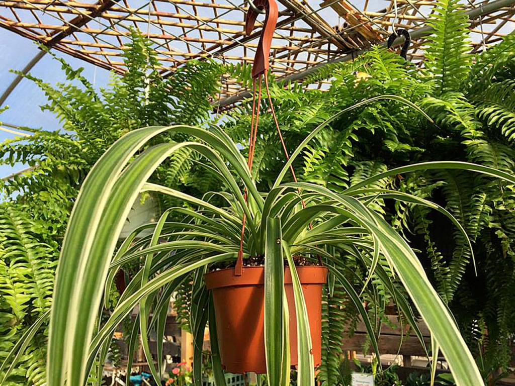 Houseplants may never go out of style  because there are so many benefits to bringing plants indoors. (Nicole Phillips)