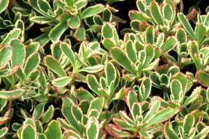 Great Plant Pick: Sedum spurium ‘Tricolor,’ variegated two-row stonecrop