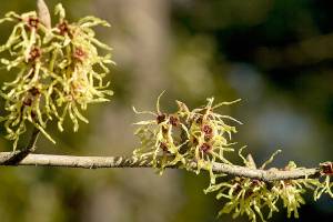 Great Plant Pick: Hamamelis x intermedia ‘Pallida,’ witch hazel