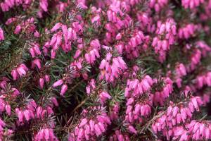 Great Plant Pick: Erica carnea ‘Vivellii,’ winter heath