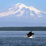 In 2015 photo, an orca whale breaches in view of Mount Baker, some 60 miles distant, in the Salish Sea in the San Juan Islands. President Donald Trump wants to roll back protections for the nations waterways, including Puget Sound. (AP Photo/Elaine Thompson, File)
