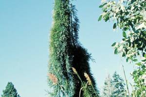Great Plant Pick: Sequoiadendron giganteum ‘Pendulum’