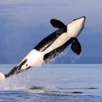 In this 2014 photo, a female resident orca whale breaches while swimming in Puget Sound near Bainbridge Island. (AP Photo/Elaine Thompson, File)