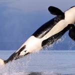 Another endangered Northwest orca missing, feared dead