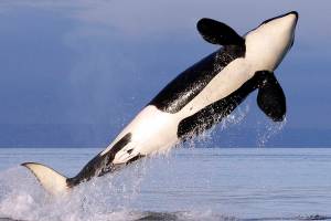 Another endangered Northwest orca missing, feared dead