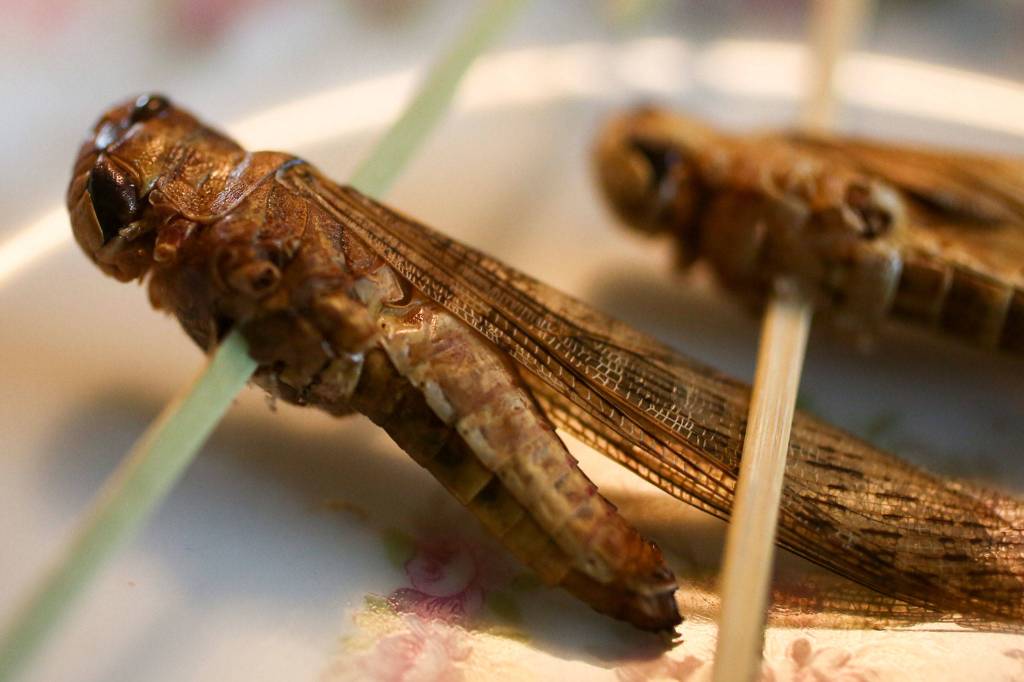 Cockroach à la King? It’s what’s for dinner with The Bug Chef