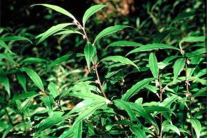 Great Plant Pick: Sarcococca hookeriana var. humilis, dwarf sweetbox