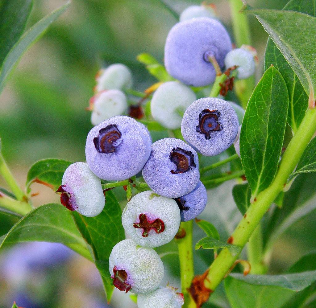 The Chandler variety of blueberries seem to produce the largest fruit. (Monrovia)