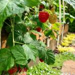 Like strawberries, raspberries also come in both June-bearing and everbearing varieties. (Nicole Phillips)