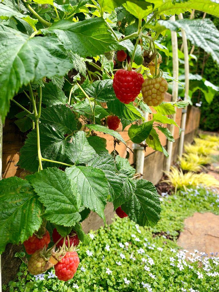 Like strawberries, raspberries also come in both June-bearing and everbearing varieties. (Nicole Phillips)