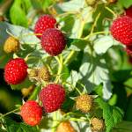 Perfect pick: You can grow your own berries in your backyard