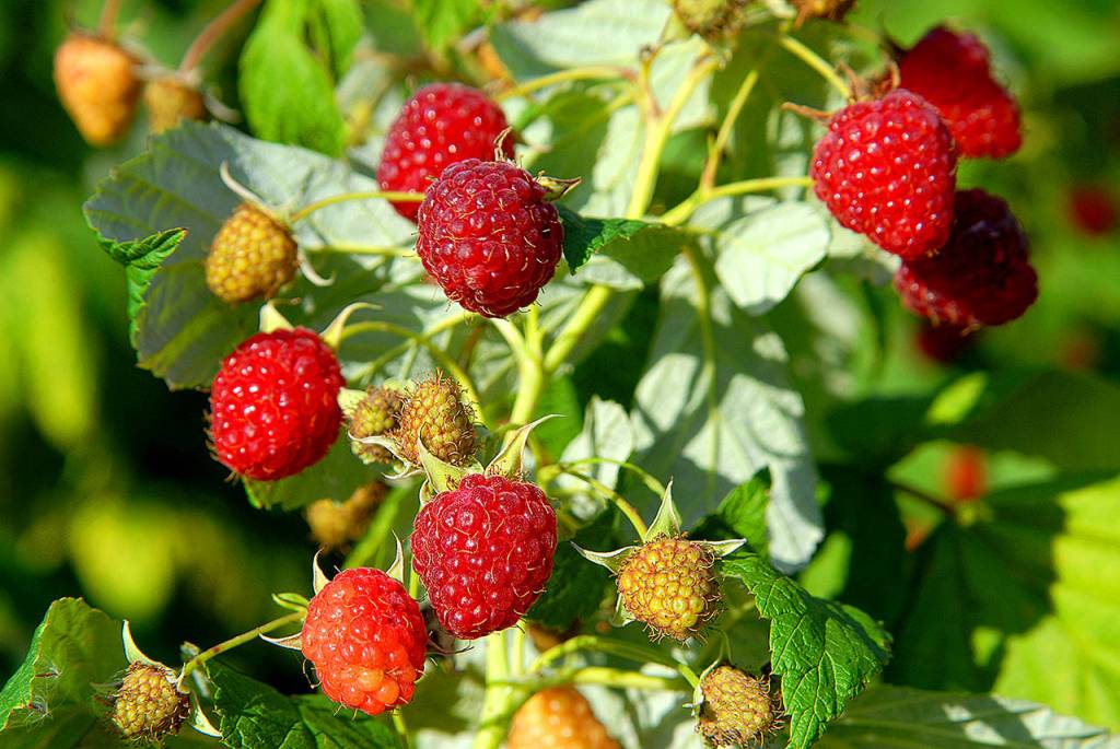 Perfect pick: You can grow your own berries in your backyard